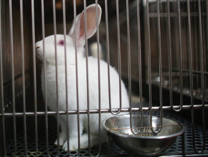 jaula plegable para conejos