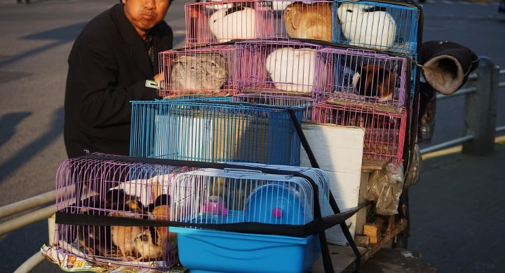 jaulas de plástico para conejos