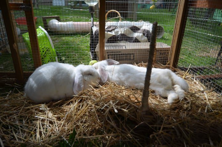 jaula para conejos grande para que los conejos puedan saltar