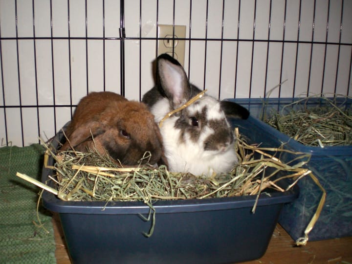 cajas de arena para jaulas de conejos
