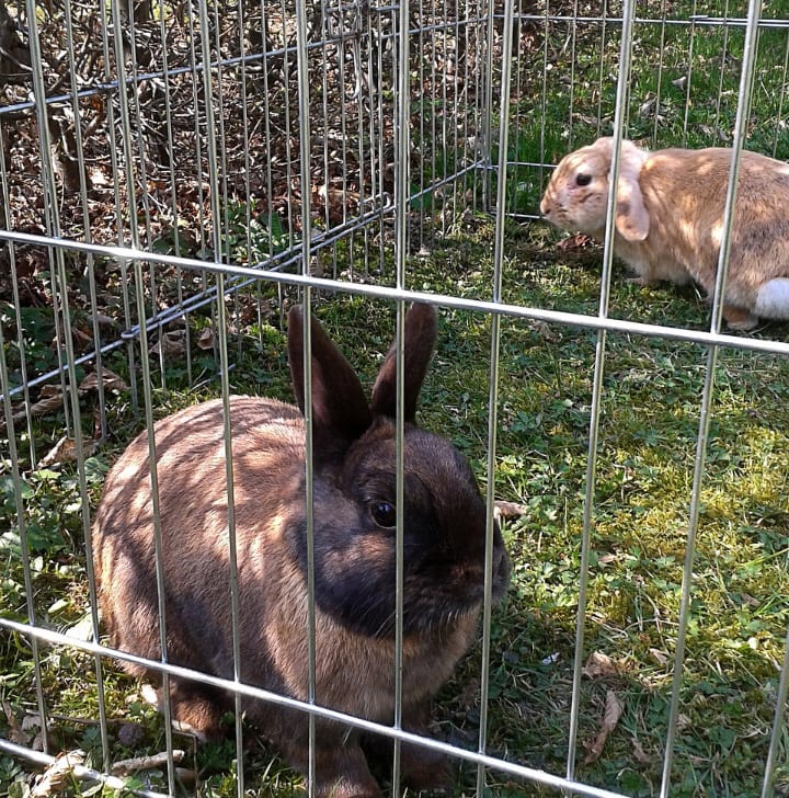 jaula grande para conejos en el exterior