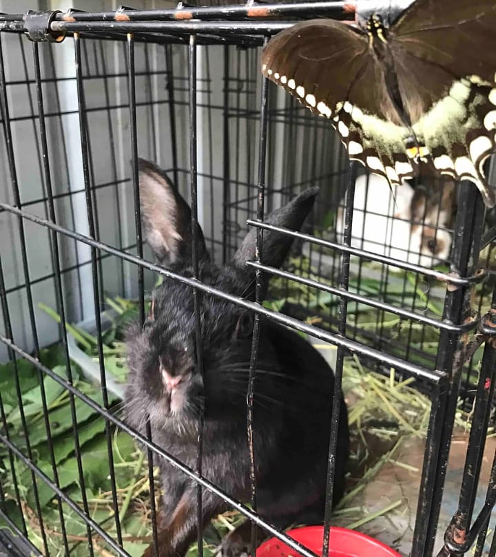 jaula básica para conejos
