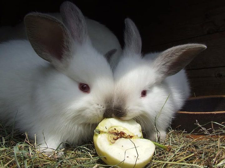 conejos comiendo una manzana