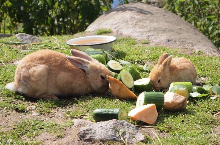 conejos comiendo pepinos en rodajas