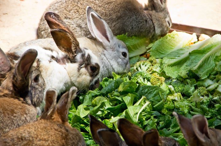 conejos comiendo col rizada brócoli y col