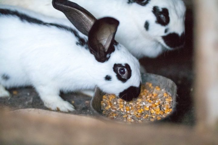 conejos que comen pellets y maíz