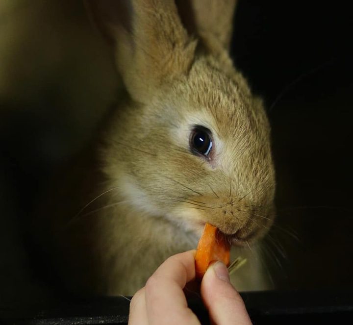 cómo alimentar a los conejos
