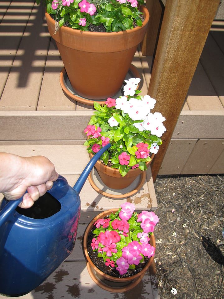 utilizar el agua de lluvia en el jardín de flores