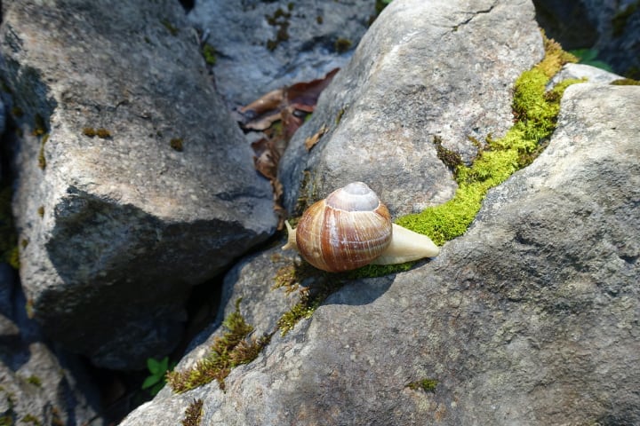 caracol en el jardín de rocas
