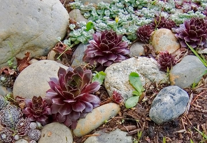 planta de jardín de rocas sempervivum tectorum