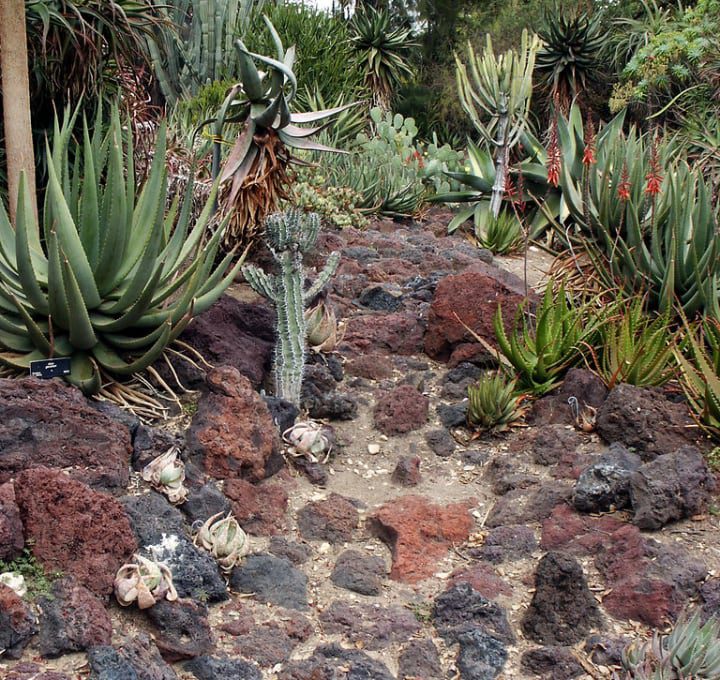 jardín de rocas de lava