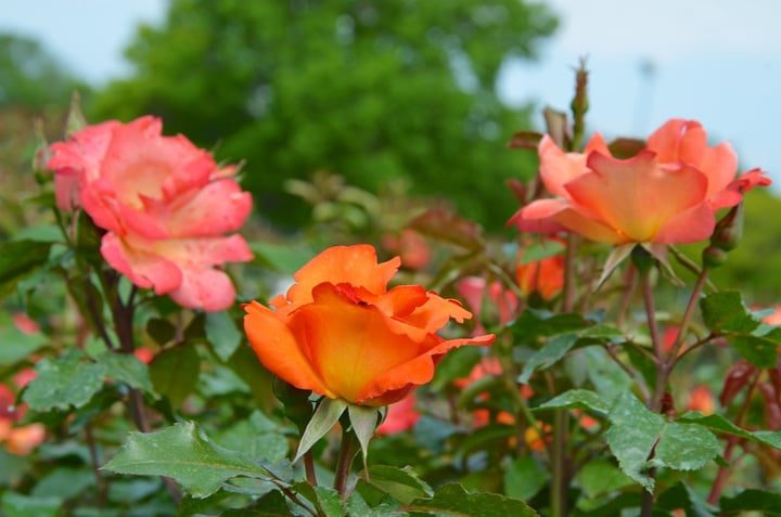 rosas en el jardín de casa
