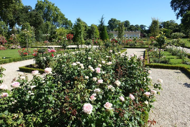 enorme jardín de rosas