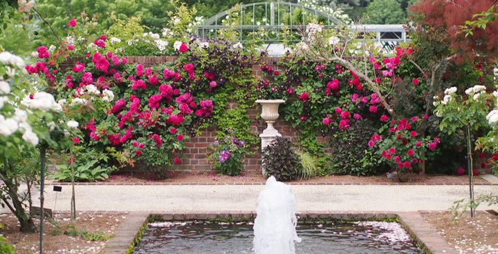 jardín inglés de rosas