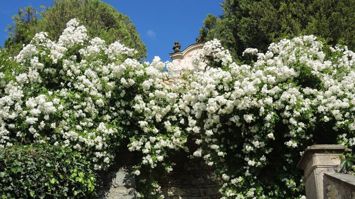 muro de jardín de rosas blancas