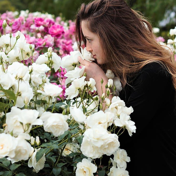 mujer oliendo flores de rosa inglesa en el jardín