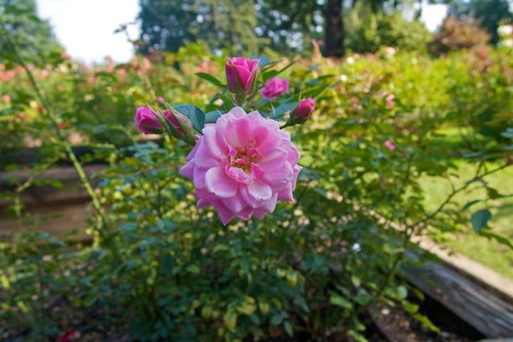 jardín de rosas japonesas