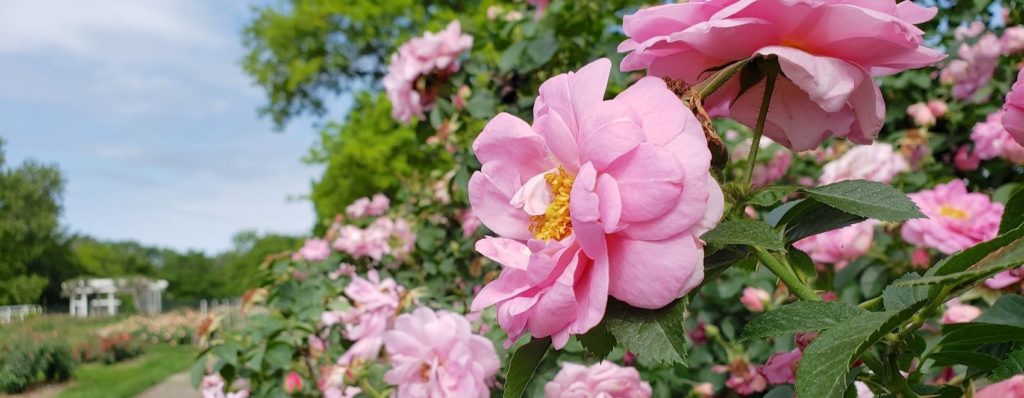 15 impresionantes ideas de jardines de rosas y cómo plantar un jardín de rosas