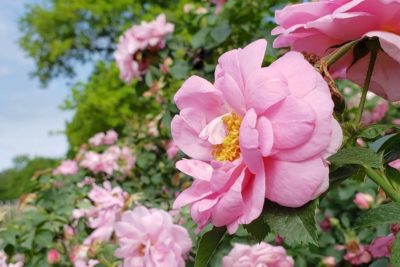 15 impresionantes ideas de jardines de rosas y cómo plantar un jardín de rosas