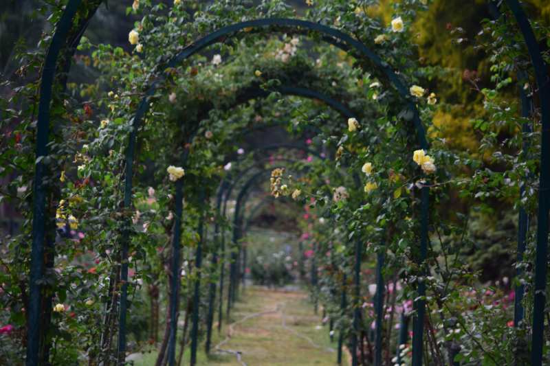 arco floral jardín secreto