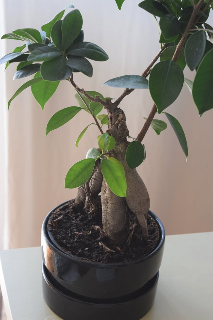 árbol bonsái en maceta