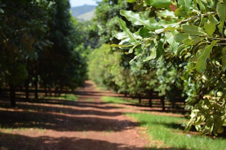 el árbol de la macadamia da sombra a las plantas de café