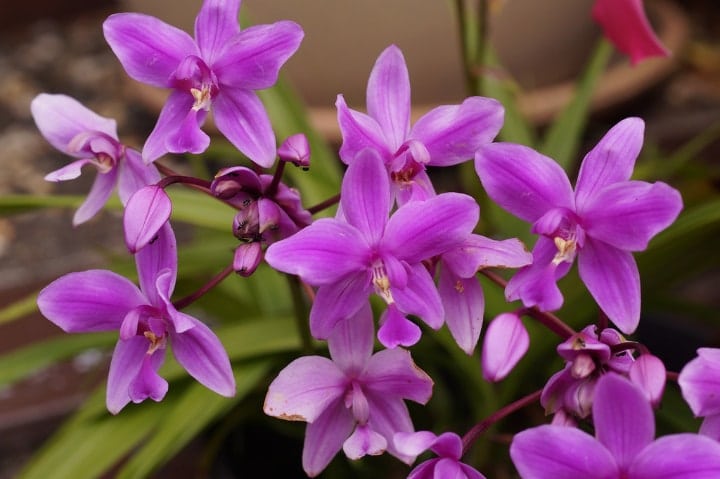 orquídea terrestre de sombra perenne