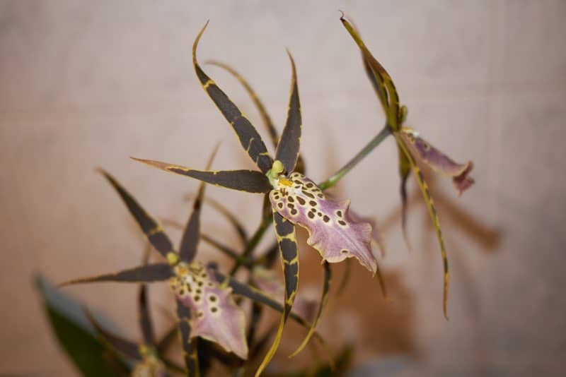 planta araña orquídea
