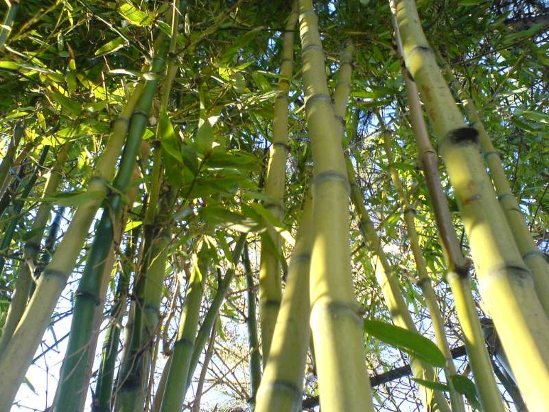 planta de bambú en el bosque