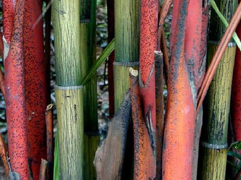 planta de bambú de margen rojo