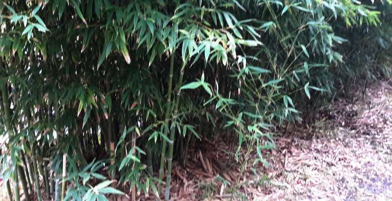 planta de bambú de seto