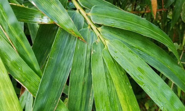 rociar las hojas de la planta de bambú