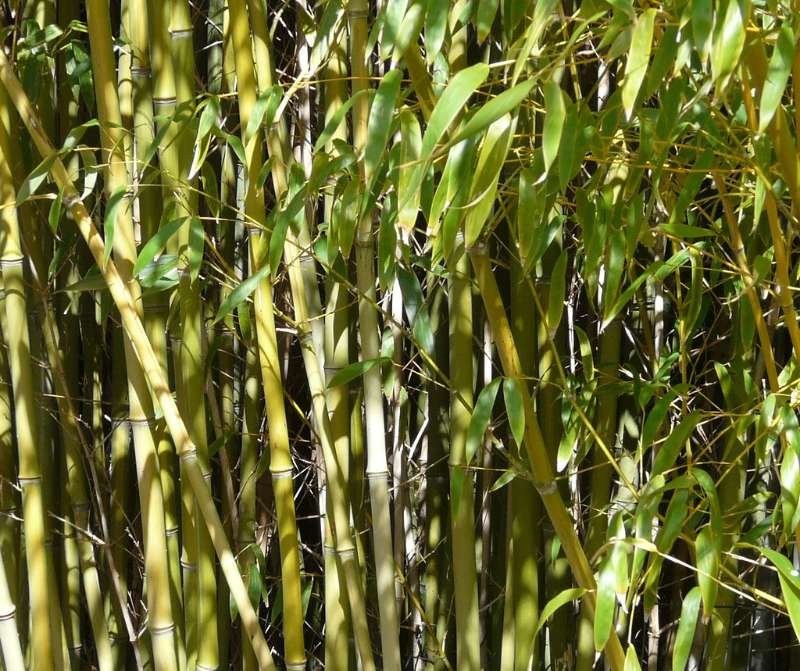 bosque de bambúes