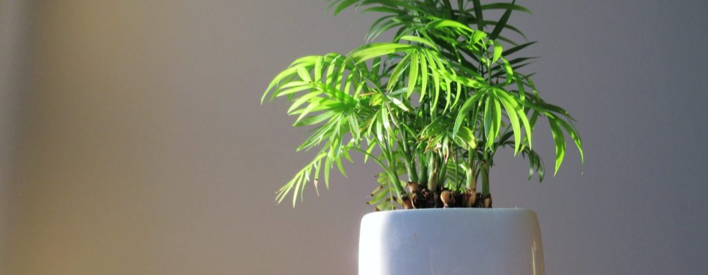 Cómo cultivar plantas de bambú felices en el interior