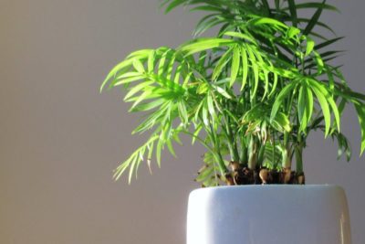 Cómo cultivar plantas de bambú felices en el interior