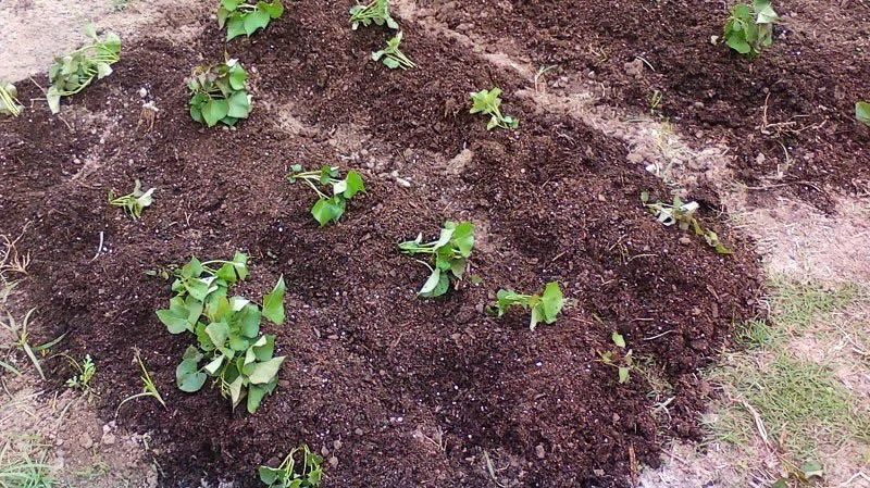 cómo cultivar plantas de boniato