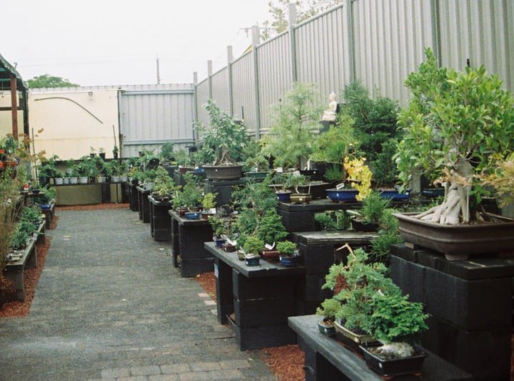 comprar plantas para el jardín de la terraza