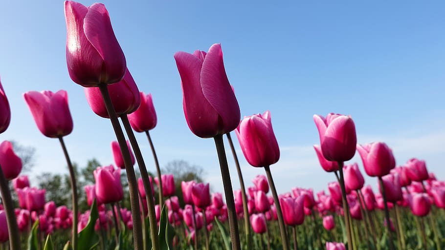 ¿Los tulipanes son tóxicos para los gatos?