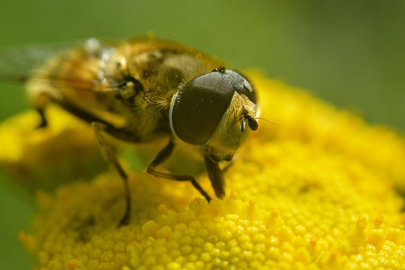abejas de cara amarilla