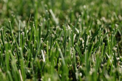 7 Different Types of Grass for the Perfect Lawn or Garden