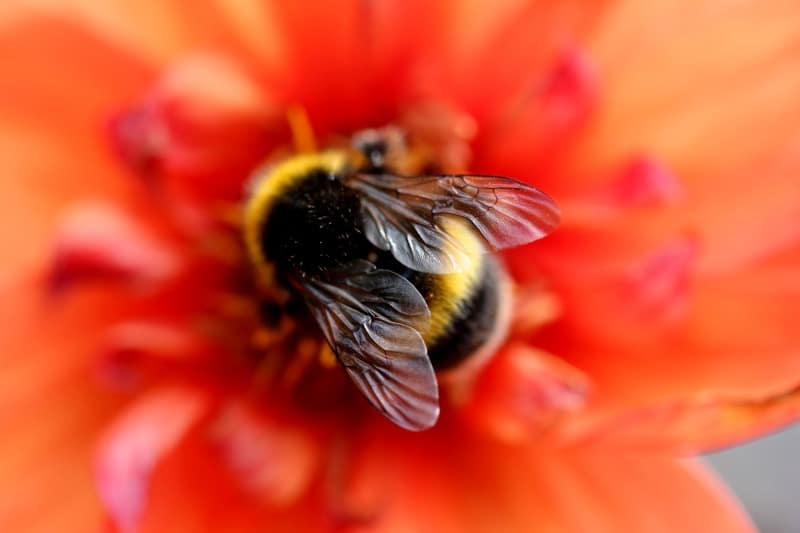tipos de abeja abejorro