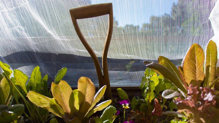 cultivar plantas sanas bajo una tela de sombra