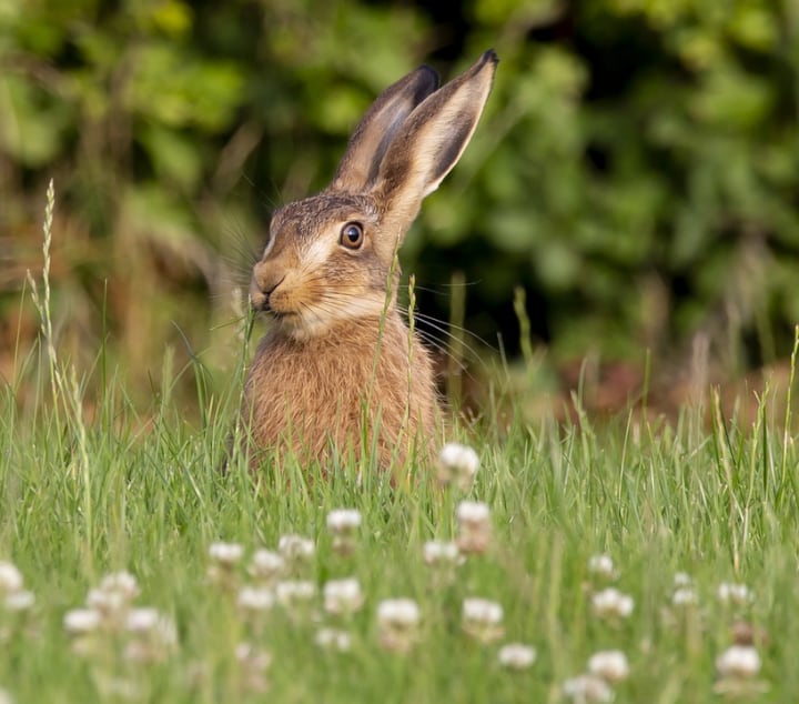 lindo conejo en la hierba