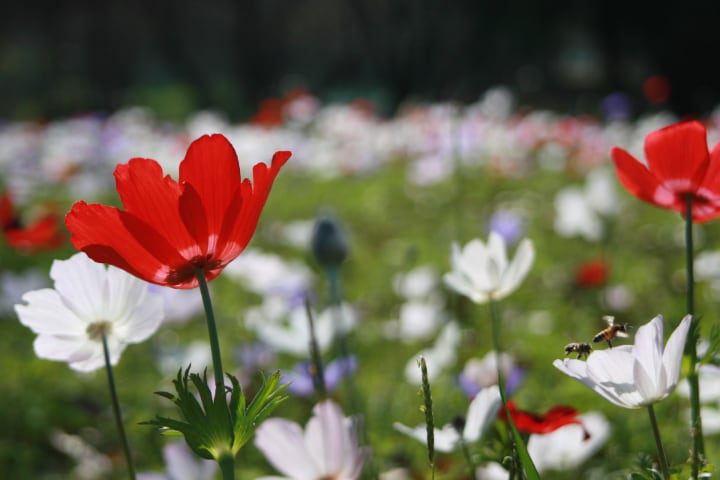 flores de campo anémonas