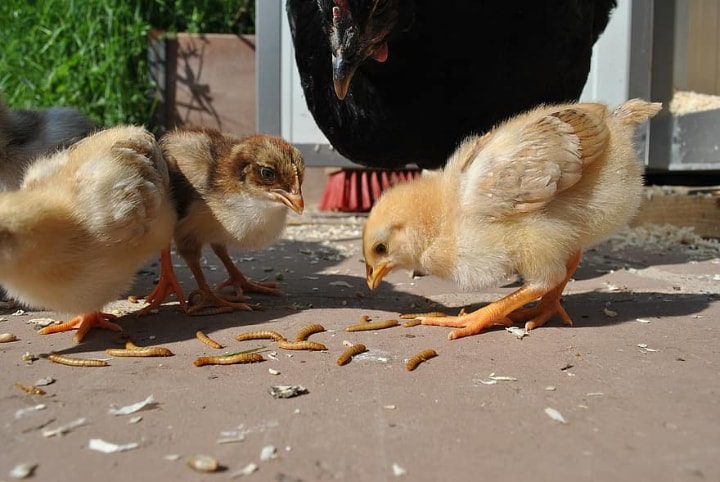 pollos comiendo gusanos de la harina