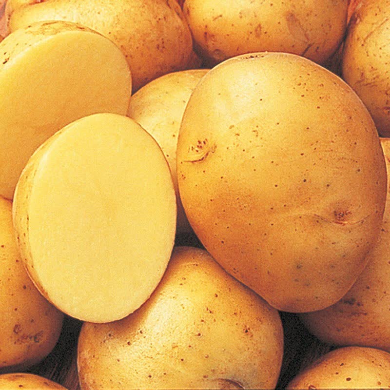 patatas de oro yokon