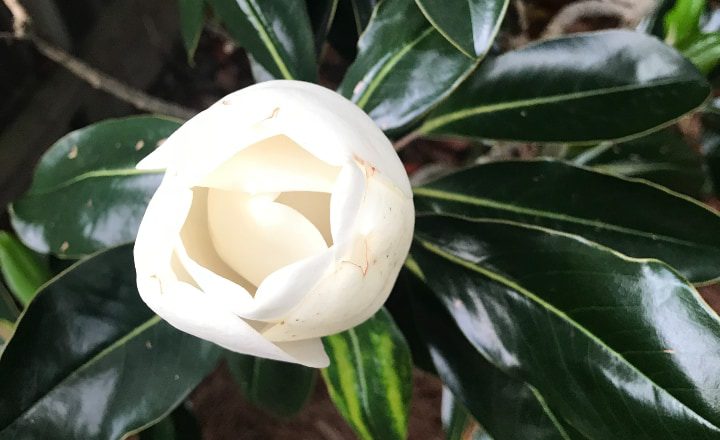planta de magnolia joven