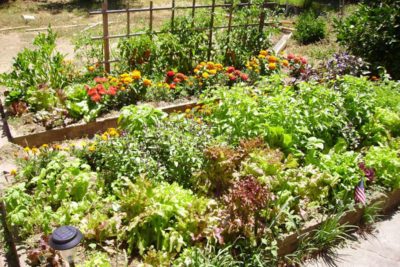 Glosario de jardinería: Los 167 términos de jardinería que debes conocer