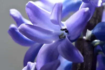 25+ Los mejores tipos de jacintos y una guía fácil sobre cómo cultivarlos