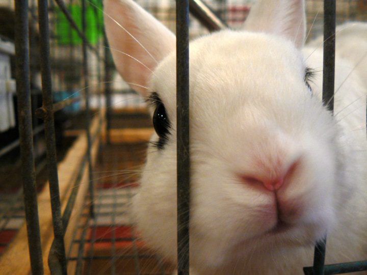 conejo blanco en una jaula